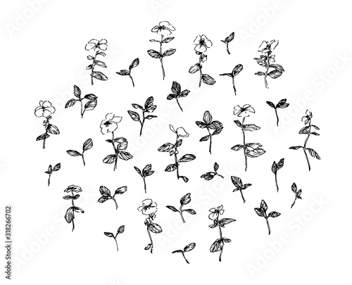 Set of hand drawn wild plants with leaves and flowers. Stylized sketch decorative herbs vector illustration. Black isolated image on white background