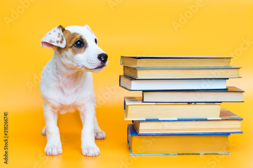 Puppy with books and textbooks