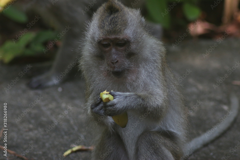 Fototapeta premium Koh Phangan Island, Surat Thani, Thailand