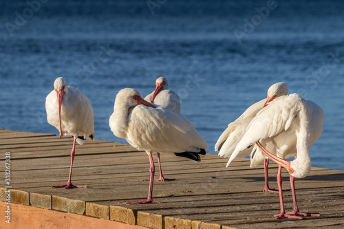Photo Flock of white Ibis birds on a dock in Key Largo, Florida