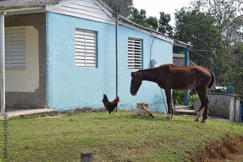 Photography Casa colonial con granja de caballos, gallinas, pavos... Cuba