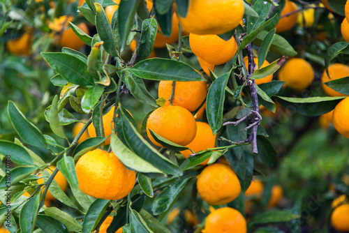 Branch of a tree with ripe tangerines close-up on a blurred background