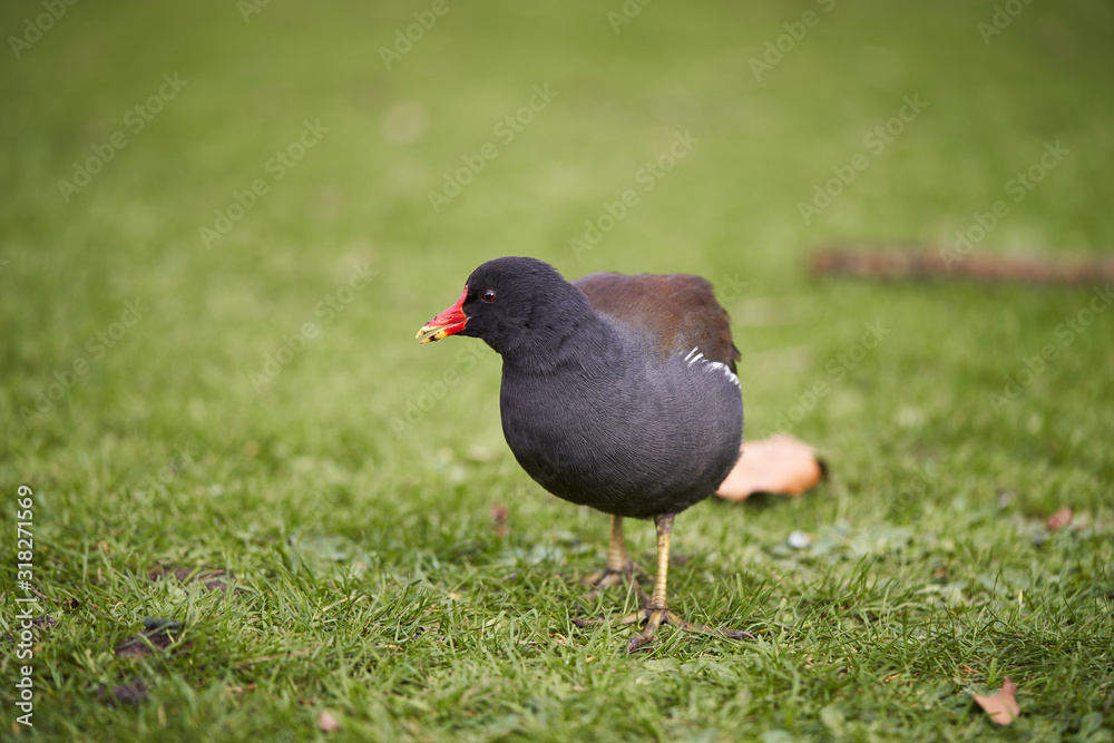 The common moorhen, Gallinula chloropus, also known as the waterhen, the swamp chicken, and as the common gallinule is a bird species in the rail family, Rallidae. It is distributed across world. The common moorhen, Gallinula chloropus, also known as the waterhen, the swamp chicken, and as the common gallinule is a bird species in the rail family, Rallidae. It is distributed across world.