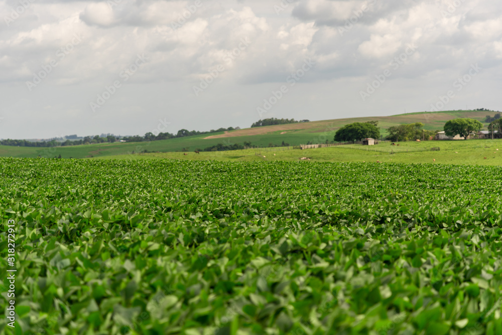 Soybean plantation and production farm in Brazil