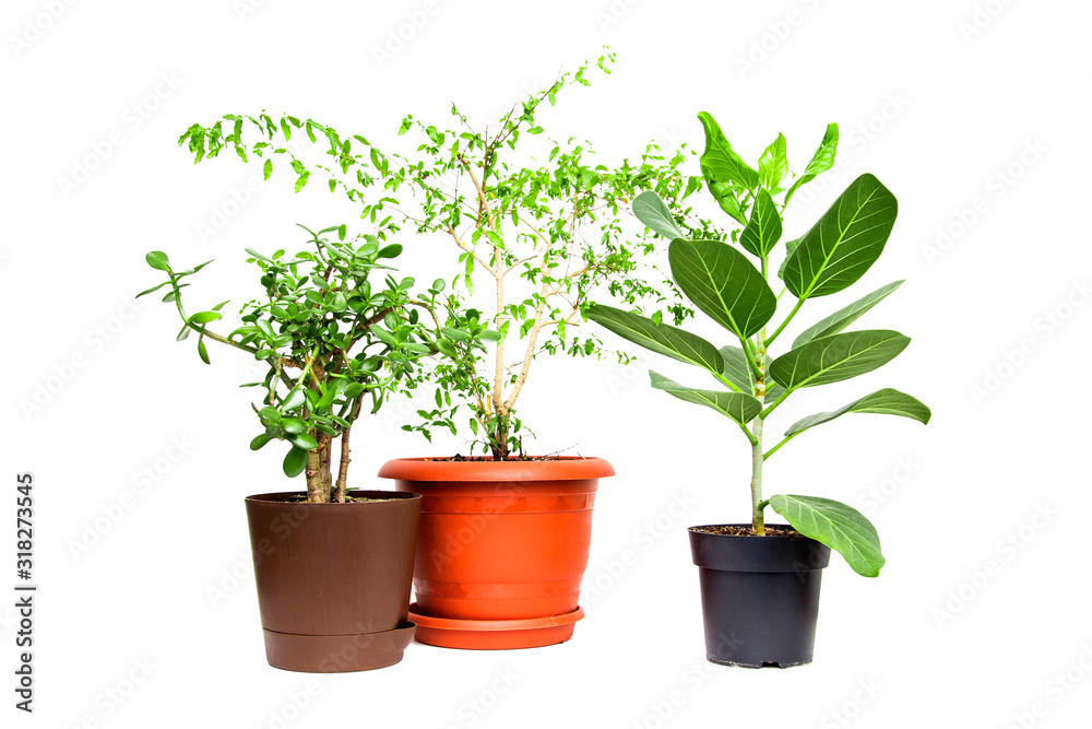 Indoor plant isolated on white