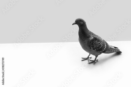 Pigeon on white and grey background. Black and white