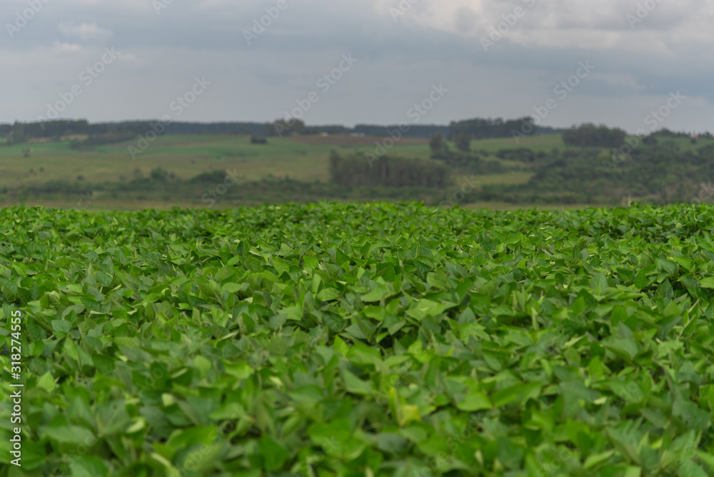 Soybean plantation and production farm in Brazil
