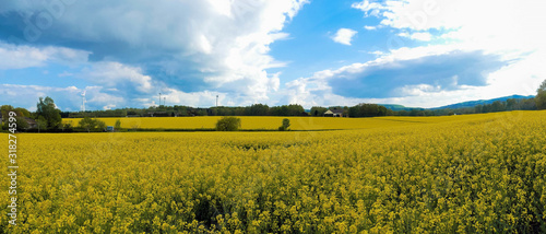 Rapsfeld Panorama in Lage, Lipperland