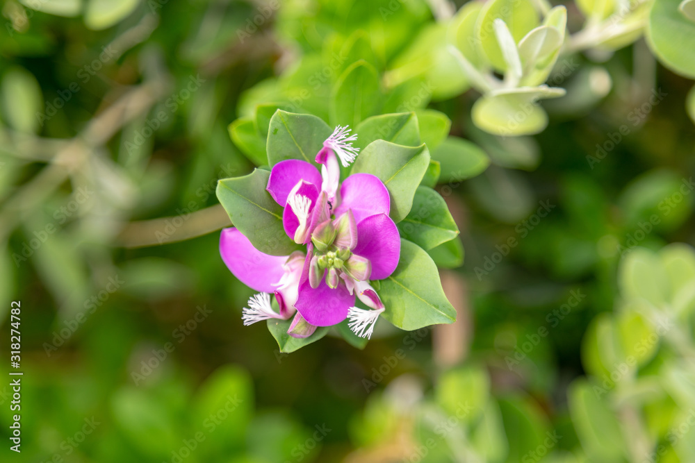 Myrtle-leaf milkwort or Polygala myrtifolia closeup on the flowers. Myrtle-leaf milkwort or Polygala myrtifolia closeup on the flowers.