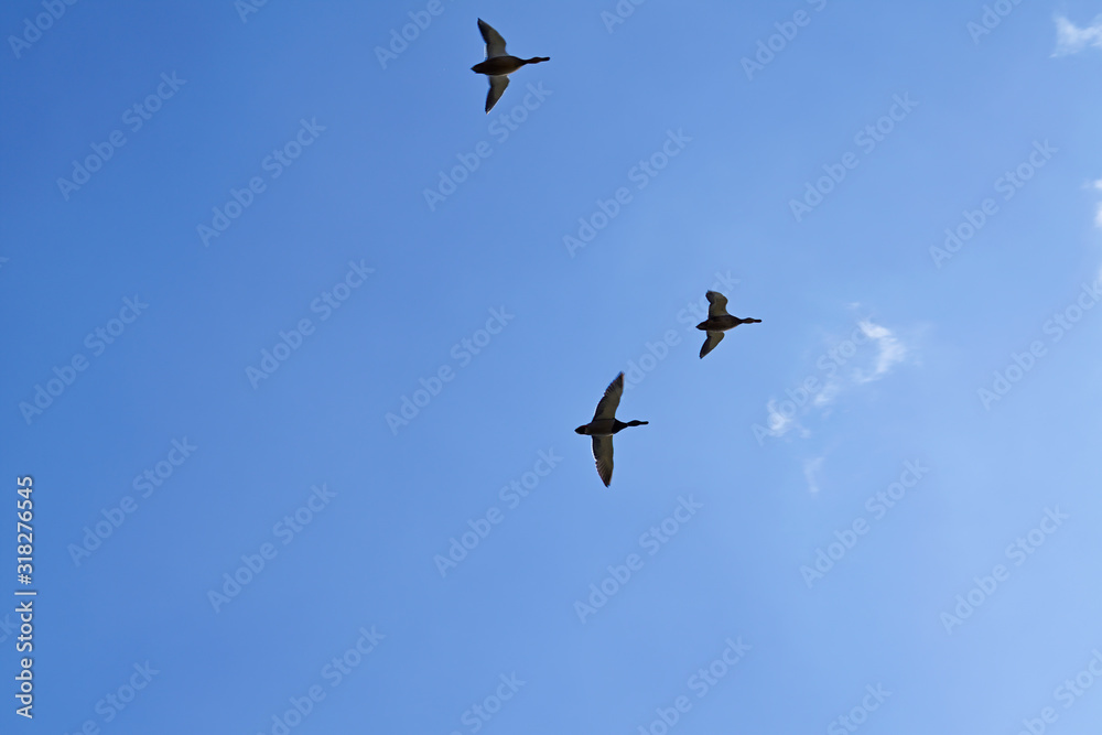 Wild ducks fly against a background of blue sky and white clouds.