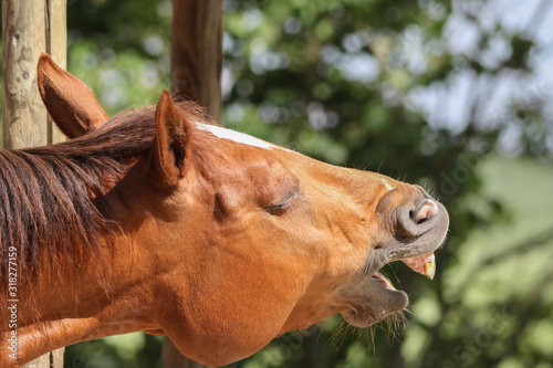 Pferd gähnt