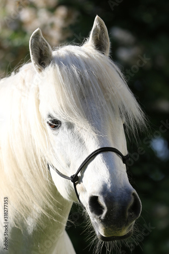Pony  Portrait