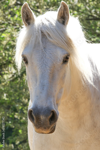 Pony, Portrait