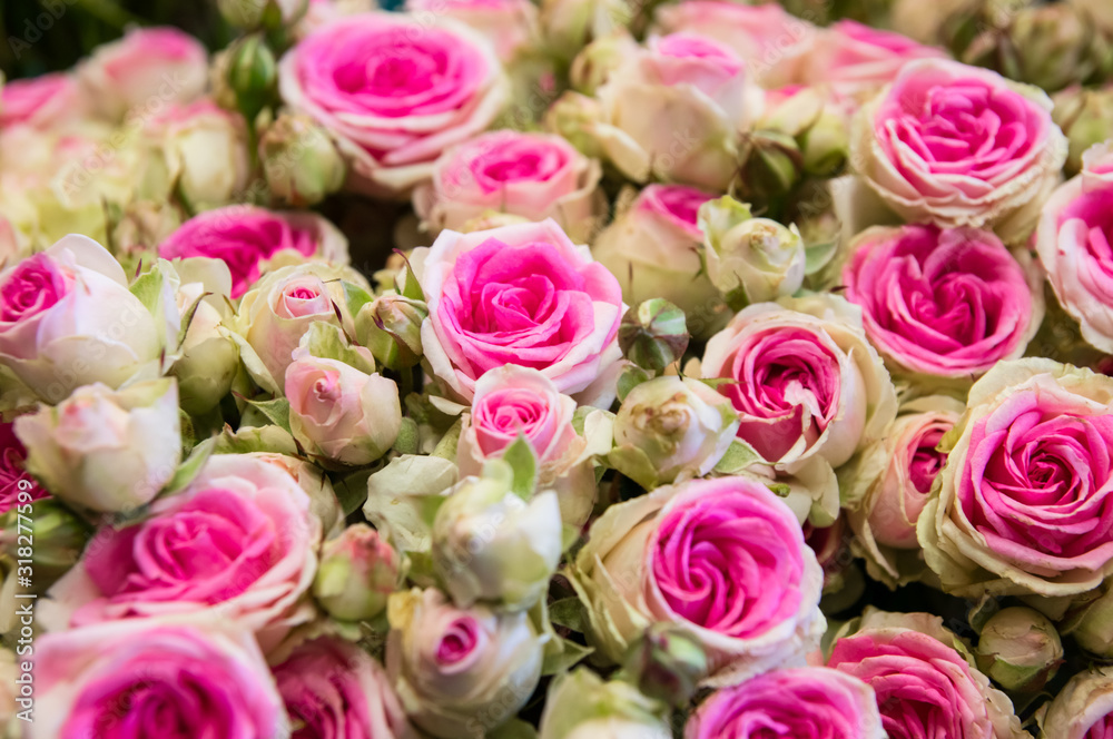 Bouquet of beautiful white and pink bicolor roses Bouquet of beautiful white and pink bicolor roses