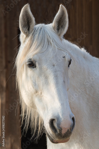 Pferd  Portrait