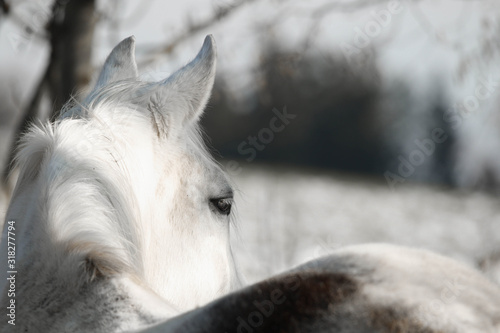 Pferd, Portrait