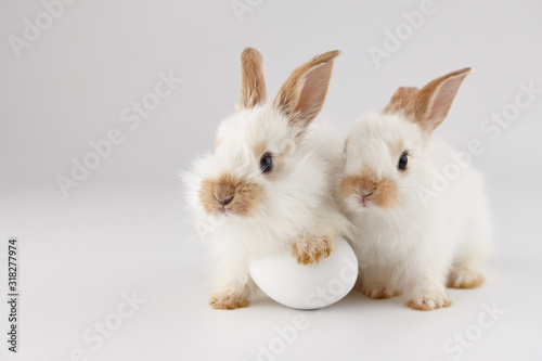 Two white baby rabbits with egg