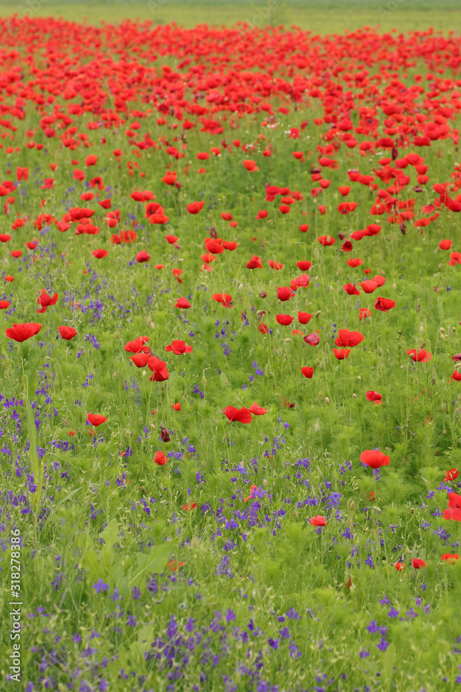 Gorgeous floral background strewn with red poppies
