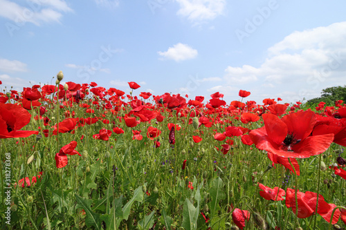 Fototapeta Naklejka Na Ścianę i Meble -  Gorgeous floral background strewn with red poppies