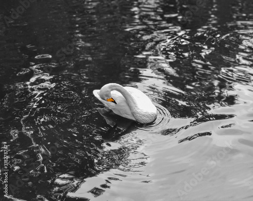beautiful White swan on the lake  black and white