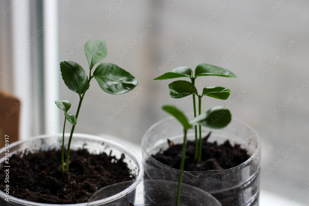 three grapefruit sprouts in pots three grapefruit sprouts in pots