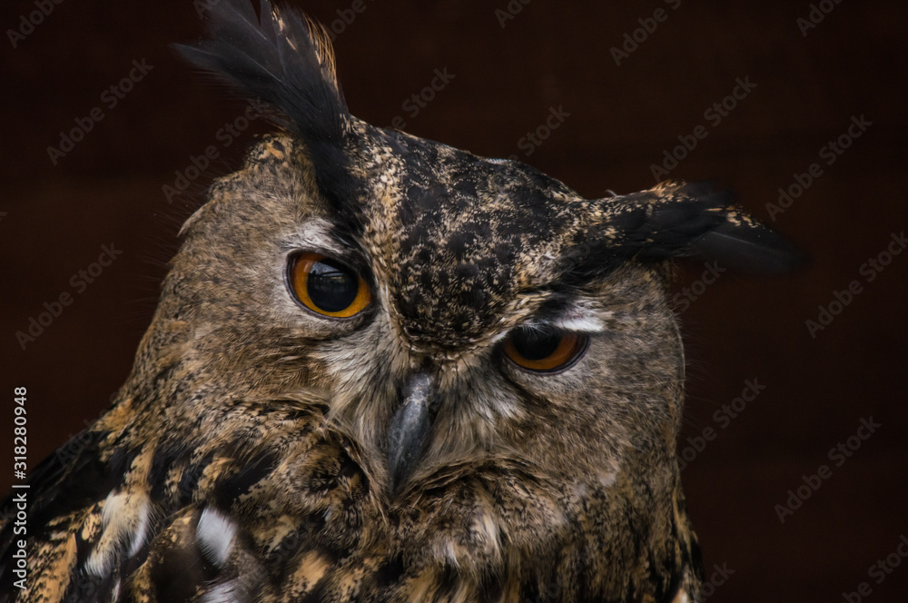 Fototapeta premium Portrait of Long-Eared Owl (Asio otus)