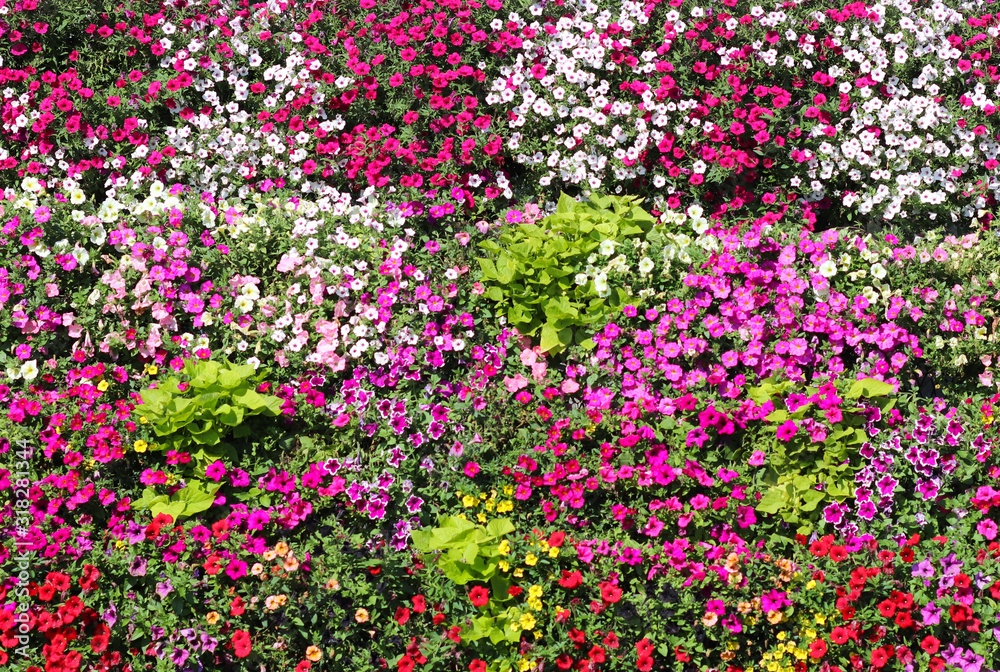 Baskets of hanging petunia flowers on balcony. Petunia flower in ornamental plant. Violet balcony flowers in pots. Background from flowering natural plants. Multi-colored petals and inflorescences. Fl