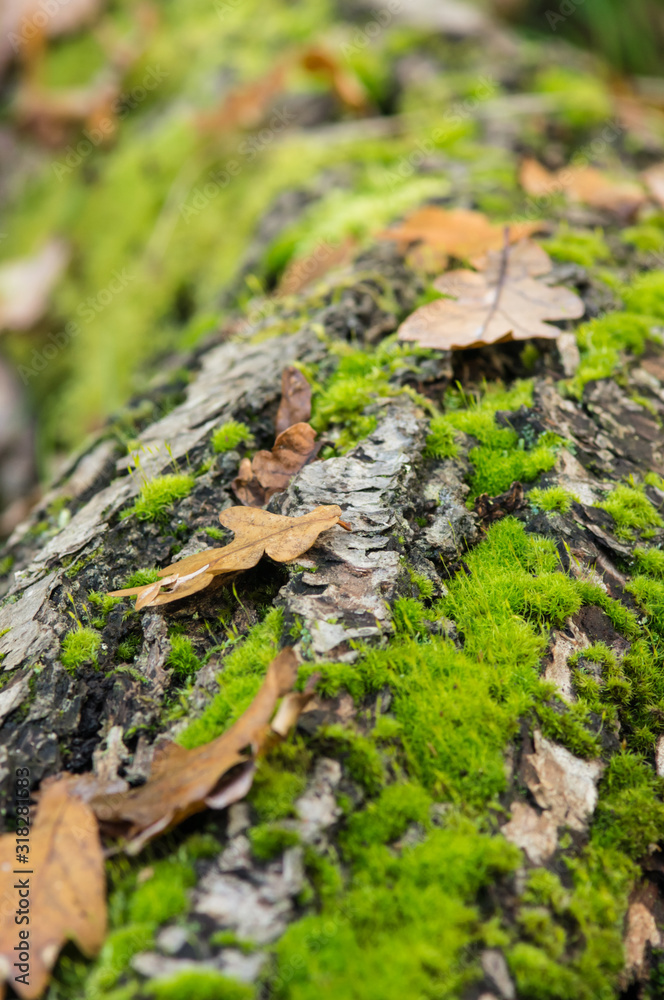 Birch log laying in a forest covered with moss Birch log laying in a forest covered with moss