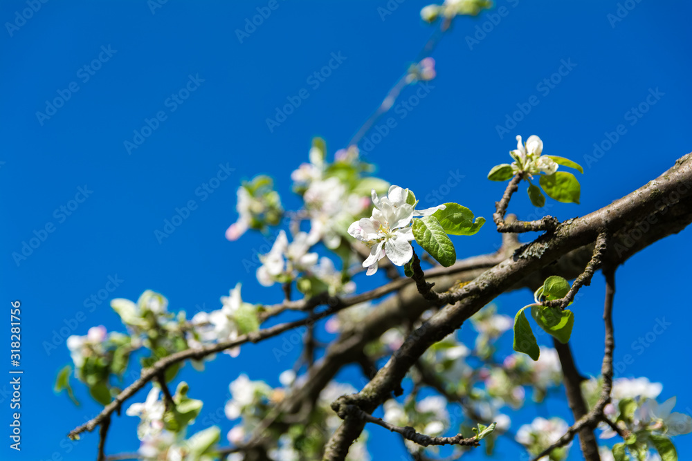 Blooming apple bough, branch with beautiful white flowers, clear blue sky