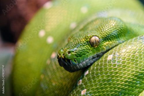 close up of a green python