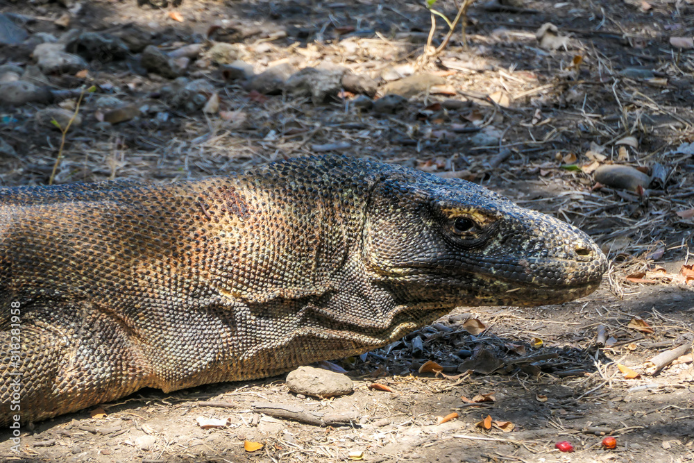 Close up on a head of a gigantic, venomous Komodo Dragon roaming free in Komodo National Park, Indonesia. The dragon is fixated on its pray, follows the scent. Dangerous animal in natural habitat Close up on a head of a gigantic, venomous Komodo Dragon roaming free in Komodo National Park, Indonesia. The dragon is fixated on its pray, follows the scent. Dangerous animal in natural habitat