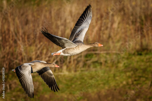 grey goose in flight