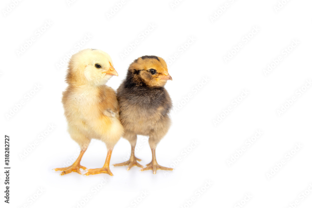 Two Colorful chicks from chicken color eggs easter egger isolated on white background and copy space.