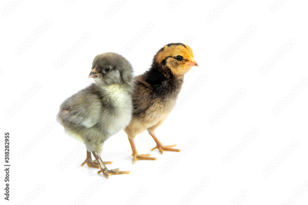Two Colorful chicks from chicken color eggs easter egger and olive egger isolated on white background.