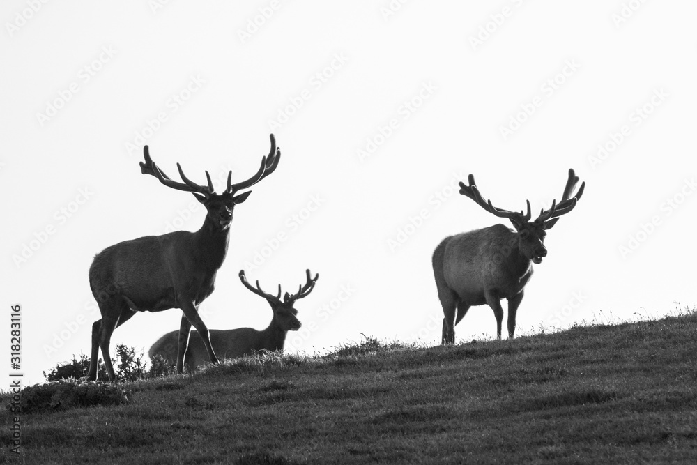 Obraz premium Tule Elk