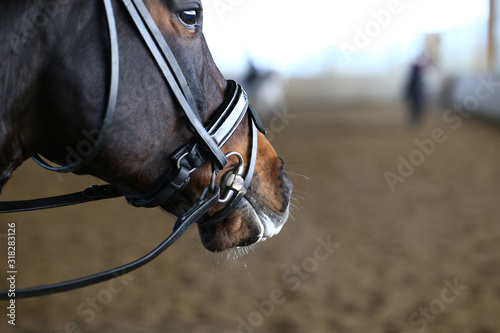 Horse head in portraits from the side, close-up eye mouth, horse has foam on its mouth and looks back.. © RD-Fotografie
