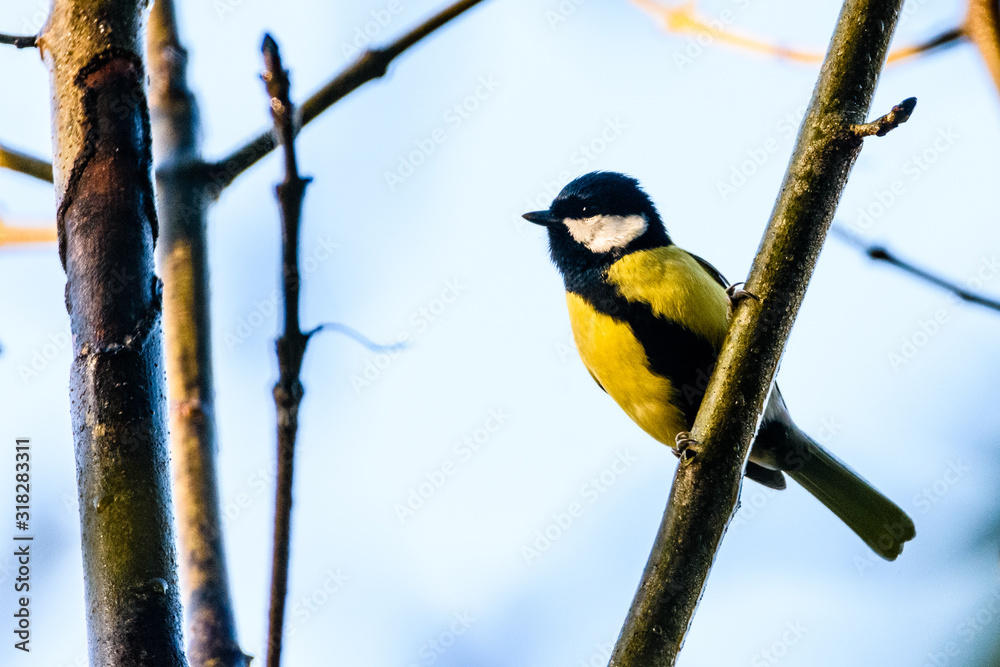 Fototapeta premium great tit on a branch