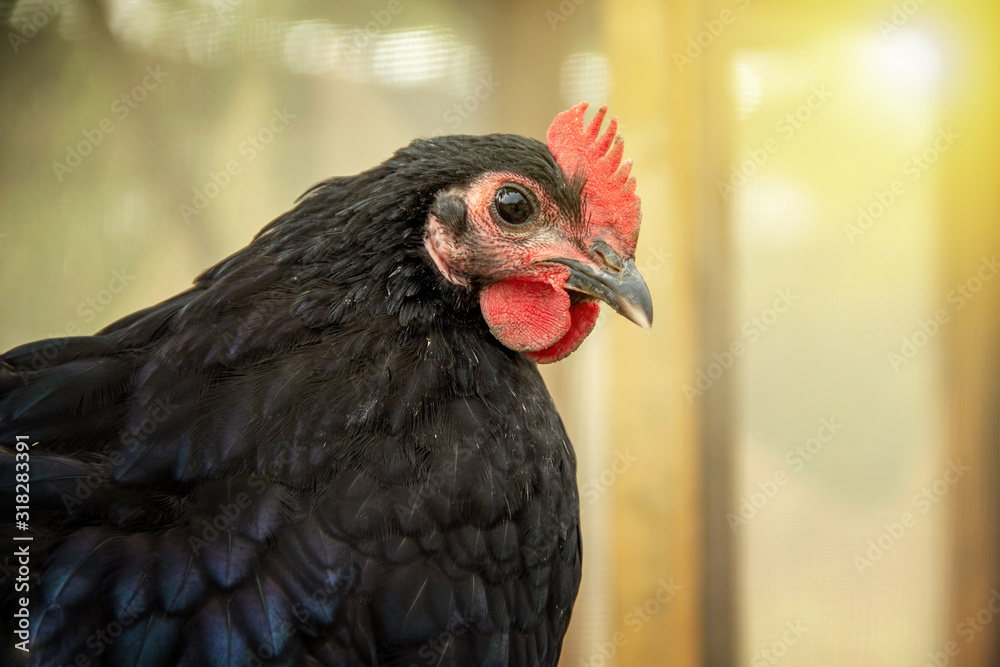 Portrait face Chick of chicken black australorp on background of husbandry natural animal lifestyle in garden organic farming.
