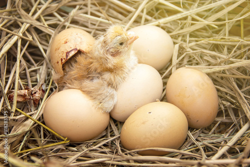 Newly born chick hatched from an egg group on the straw in background of husbandry natural animal lifestyle in garden organic farming. photo