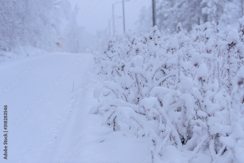 The branch of tree has covered with heavy snow and bad weather in winter season at Lapland, Finland.