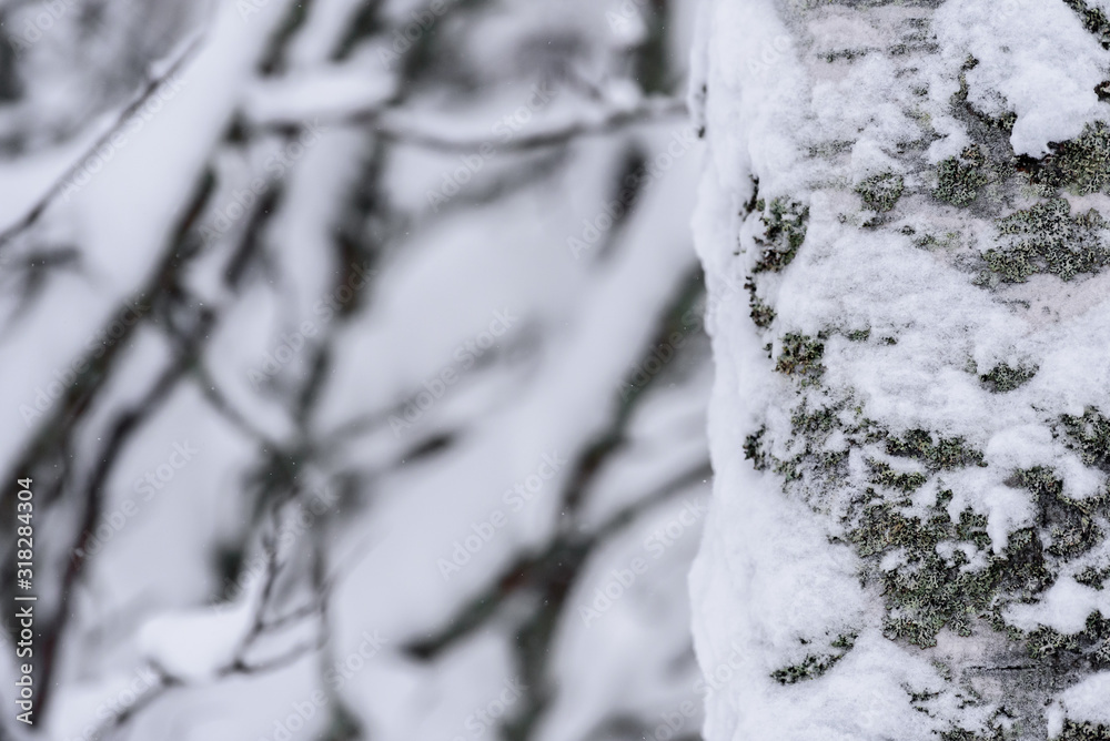 The tree has covered with heavy snow in winter season at Lapland, Finland. The tree has covered with heavy snow in winter season at Lapland, Finland.