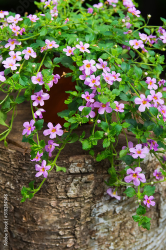 Wallpaper Mural Hanging bacopa sutera with many small beautiful flowers in color of pink Torontodigital.ca