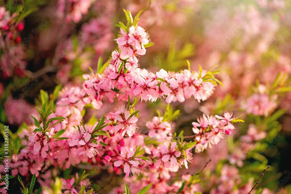 Lush pink tree flowers. Spring background. Blooming Lush pink tree flowers. Spring background. Blooming