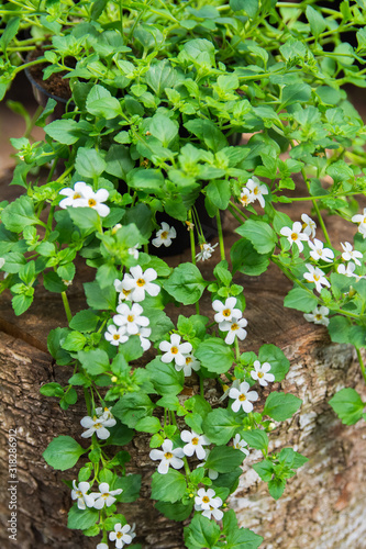 Hanging bacopa sutera with many small beautiful white colored flowers photo