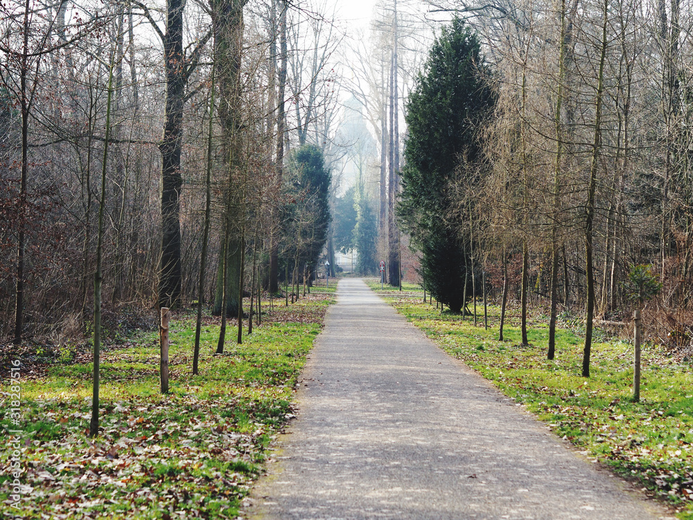 Fototapeta premium a path through lines of trees and bushes