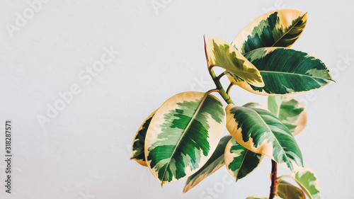 Ficus elastica plant, grey wall on background. 16x9, copy space. Houseplant, home gardening. photo