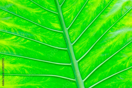 taro leaves feature