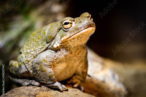 frog on rock