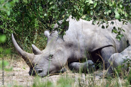 White rhino  Ziwa Rhino Sanctuary  Uganda