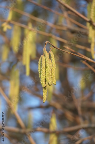 Obraz na płótnie hazel branch